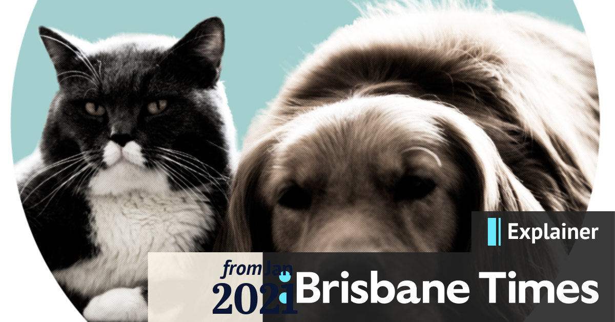 Can pets like cats and dogs think like humans?